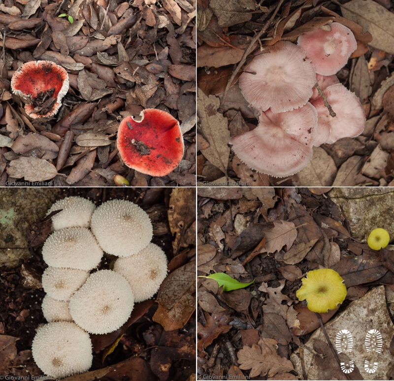 La varietà di funghi sul sentiero